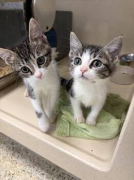 Jessie -  Domestic Medium Hair and Domestic Short Hair Cat for Adoption in Morristown, New Jersey - Jessie | PetCurious