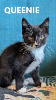 Tuxedo and Domestic Short Hair Cats Available for Adoption in Hillsboro, Oregon - Dynamic Duo  Bronx And Queenie | PetCurious