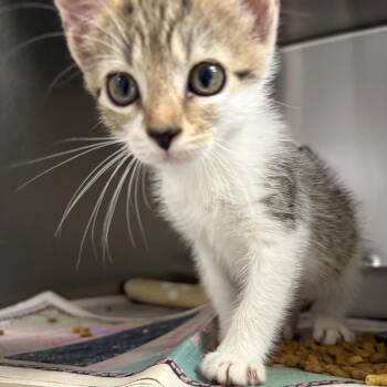 Oscar -  Domestic Short Hair Cat for Adoption in Elberon, Virginia - Oscar | PetCurious