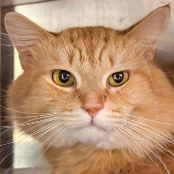 Domestic Medium Hair Cats Available for Adoption in Kennebunk, Maine - Terri | PetCurious