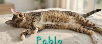 Pablo -  Domestic Short Hair Cat for Adoption in Jim Thorpe, Pennsylvania - Pablo | PetCurious