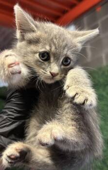 61613763 -  Domestic Short Hair Cat for Adoption in El Paso, Texas - 61613763 | PetCurious