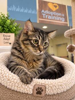 Sabrina -  Domestic Short Hair Cat for Adoption in Rio Linda, California - Sabrina | PetCurious
