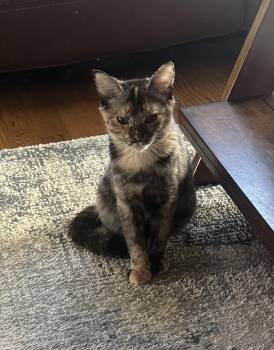 Rescue Domestic Short Hair Cats for Adoption in Ephrata, Washington - Speckles | PetCurious