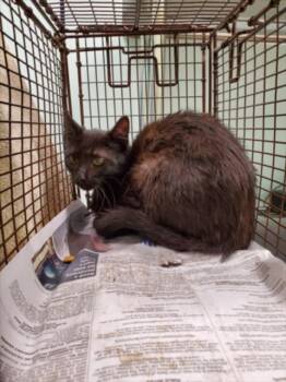 TANK -  Domestic Short Hair Cat for Adoption in Loveland, Colorado - TANK | PetCurious