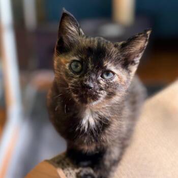 Honey (royal blue) -  Domestic Short Hair Cat for Adoption in Franklin, Tennessee - Honey (royal Blue) | PetCurious