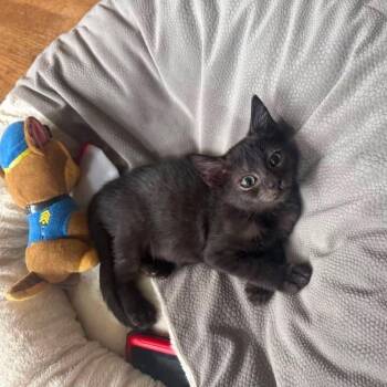 Lucy -  Domestic Short Hair Cat for Adoption in Jarrettsville, Maryland - Lucy | PetCurious