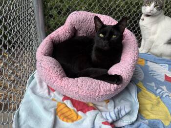 Domestic Short Hair Cats Available for Adoption in San Luis Obispo, California - Jiji | PetCurious