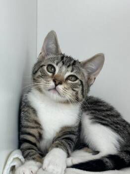 Pudding -  Domestic Short Hair Cat for Adoption in La Porte, Indiana - Pudding | PetCurious