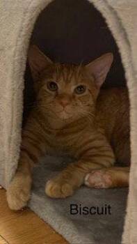 Biscuit -  Munchkin and Domestic Short Hair Cat Available for Adoption in Oakland Park, Florida - Biscuit | PetCurious