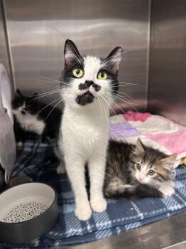 Moostache -  Domestic Short Hair Cat for Adoption in Bloomington, Indiana - Moostache | PetCurious