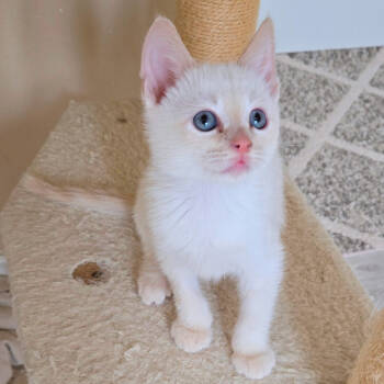 Rescue Domestic Short Hair Cats for Adoption in Los Angeles, California - Wolfman | PetCurious