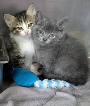 Abbott & Robby (Neutered) (Photos May 2026) -  Domestic Short Hair Cat for Adoption in Marietta, Ohio - Abbott & Robby (Neutered) (Photos May 2026) | PetCurious