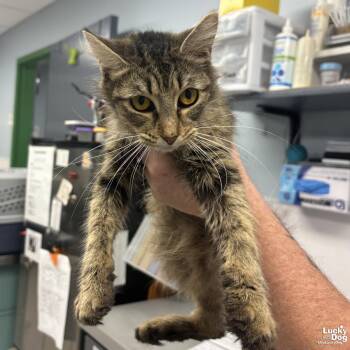 Domestic Short Hair Cats Available for Adoption in Washington, District Of Columbia - Pipette | PetCurious