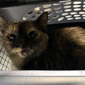 Chun Li -  Domestic Short Hair Cat for Adoption in Redmond, Washington - Chun Li | PetCurious