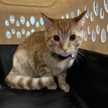 Dill Pickles -  Domestic Short Hair Cat for Adoption in Greensboro, North Carolina - Dill Pickles | PetCurious