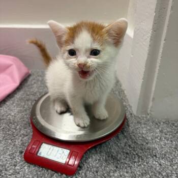 Perry -  Domestic Short Hair Cat for Adoption in Indianapolis, Indiana - Perry | PetCurious