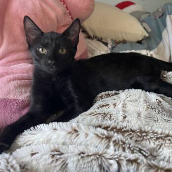 Lydia -  Domestic Short Hair Cat for Adoption in Mastic, New York - Lydia | PetCurious