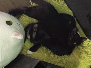 Percy -  Domestic Short Hair Cat for Adoption in Diamond Springs, California - Percy | PetCurious