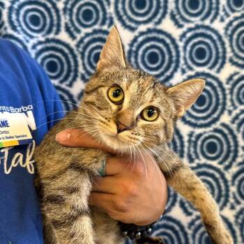 Sweet Potato -  Domestic Short Hair Cat for Adoption in Goleta, California - Sweet Potato | PetCurious