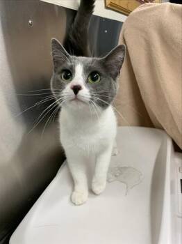 SKEETER -  Domestic Short Hair Cat for Adoption in Fairbanks, Alaska - SKEETER | PetCurious