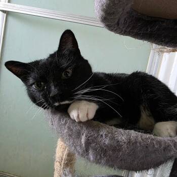 Miss Fancy Pants -  Domestic Short Hair Cat for Adoption in Grantsville, Utah - Miss Fancy Pants | PetCurious
