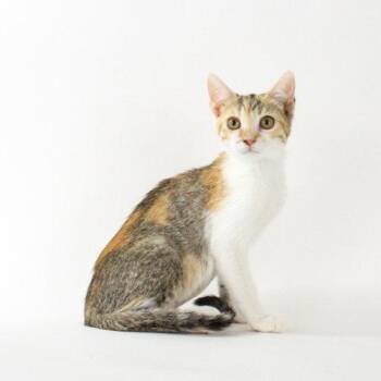 Pecan Sandie -  Domestic Short Hair Cat for Adoption in Florence, Arizona - Pecan Sandie | PetCurious