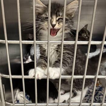 Domestic Medium Hair Cats Available for Adoption in Kent, Washington - Fable | PetCurious