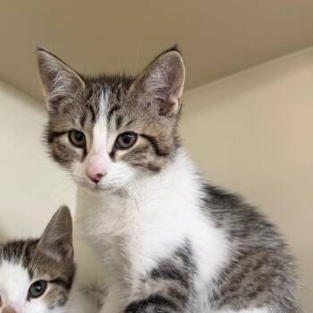 Slinky -  Domestic Short Hair Cat for Adoption in Spanish Fork, Utah - Slinky | PetCurious