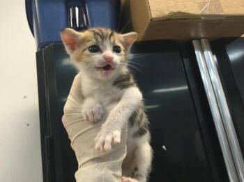 A1917032 -  Domestic Short Hair Cat for Adoption in Thousand Palms, California - A1917032 | PetCurious