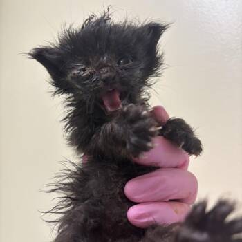 Pooh -  Domestic Short Hair Cat for Adoption in Wilmington, Delaware - Pooh | PetCurious