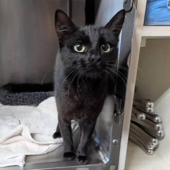 Shadow -  Domestic Short Hair Cat for Adoption in Aberdeen, Washington - Shadow | PetCurious