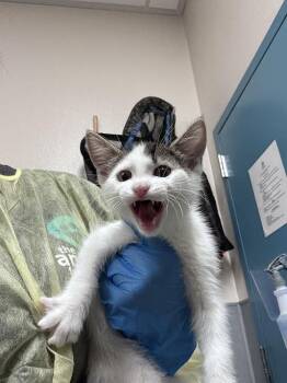 Domestic Short Hair Cats Available for Adoption in Las Vegas, Nevada - ERIKA | PetCurious