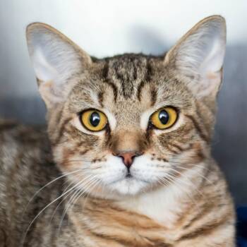 Rescue Domestic Short Hair Cats for Adoption in Middletown, Rhode Island - Rose | PetCurious