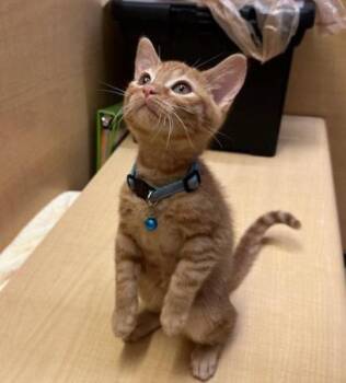 Bayou -  Tabby Cat for Adoption in Albuquerque, New Mexico - Bayou | PetCurious