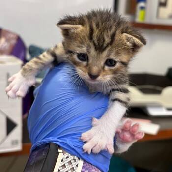 Domestic Short Hair Cats Available for Adoption in Columbus, Georgia - Nebula Annihilator 8156 | PetCurious