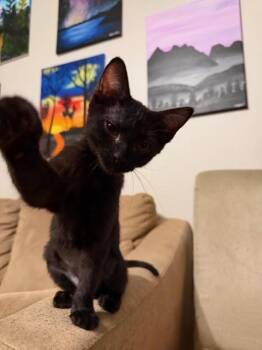 Nova -  Domestic Short Hair Cat for Adoption in Fort Collins, Colorado - Nova | PetCurious