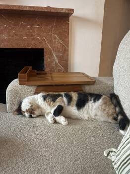 Flavia -  Domestic Short Hair Cat for Adoption in Broomall, Pennsylvania - Flavia | PetCurious