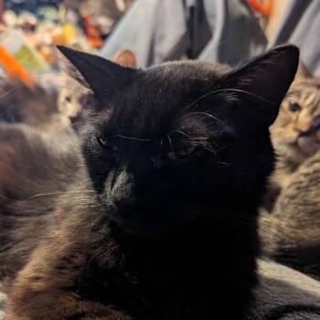 Twiddle Dum -  Domestic Short Hair Cat for Adoption in West Plains, Missouri - Twiddle Dum | PetCurious