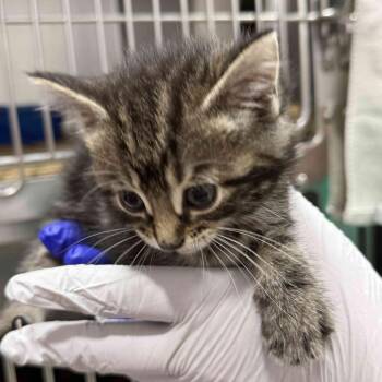 Gilly C11639 -  Domestic Medium Hair Cat for Adoption - Gilly C11639 | PetCurious