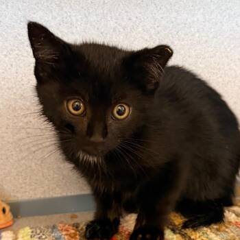 Domestic Short Hair Cats Available for Adoption in Goleta, California - Bangshmo | PetCurious