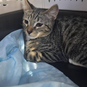 Donatien OR14569-T -  Domestic Short Hair Cat for Adoption in Missouri City, Texas - Donatien OR14569-T | PetCurious