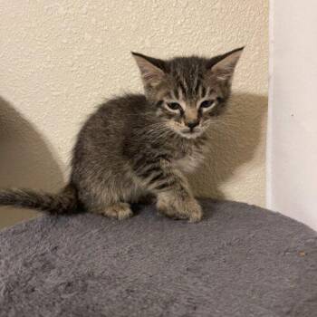 West -  Domestic Short Hair Cat for Adoption in Tampa, Florida - West | PetCurious