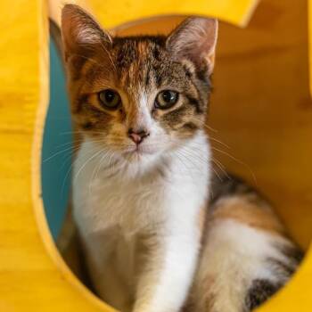 Yo Yo -  Domestic Short Hair Cat for Adoption in Decatur, Georgia - Yo Yo | PetCurious