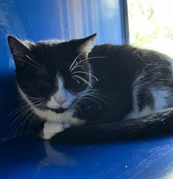 Domestic Short Hair Cats Available for Adoption in Westminster, Maryland - WILMA | PetCurious