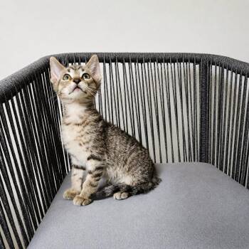 Live Wire -  Domestic Short Hair and Tabby Cat Available for Adoption in Homer Glen, Illinois - Live Wire | PetCurious