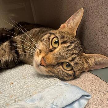 Petunia -  Domestic Short Hair Cat for Adoption in Cedar Rapids, Iowa - Petunia | PetCurious