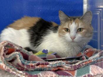 Willowdusk -  Domestic Medium Hair Cat for Adoption in Colorado Springs, Colorado - Willowdusk | PetCurious