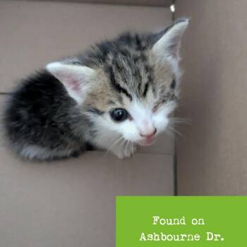 Domestic Short Hair Cats Available for Adoption in Roanoke, Virginia - Spud | PetCurious