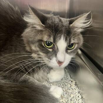 Little Mama -  Domestic Long Hair Cat for Adoption in Fort Wayne, Indiana - Little Mama | PetCurious